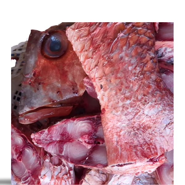 Carpe Rouge (Poissons Yakh)