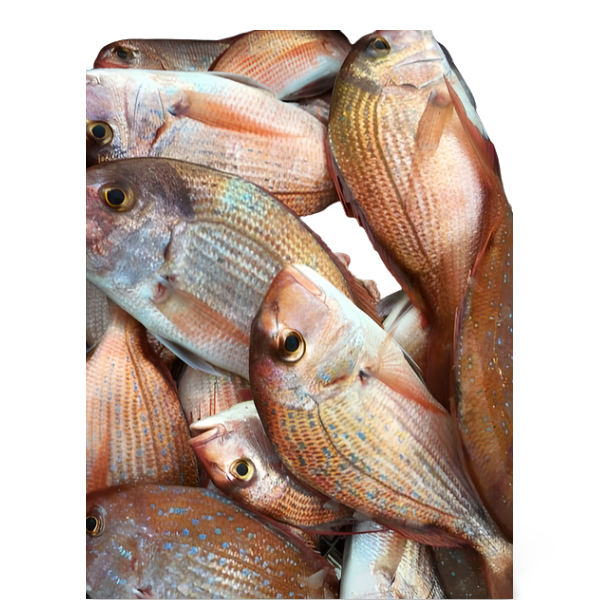 Poisson  Dorade  Rose