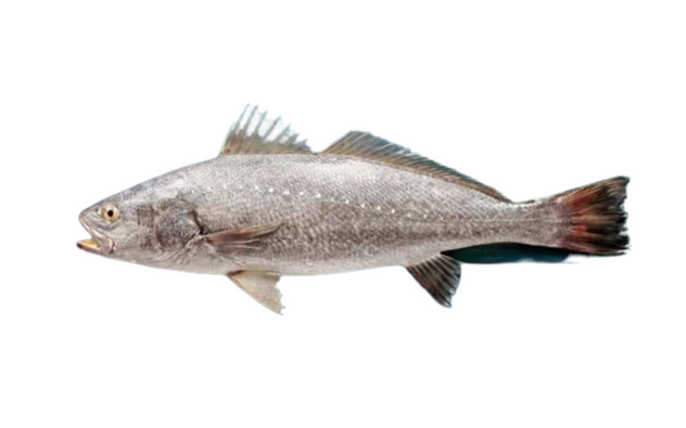 Recette Filet De Maigre Au Beurre Blanc : Cuisiner Maigre | Préparer Filet Poisson