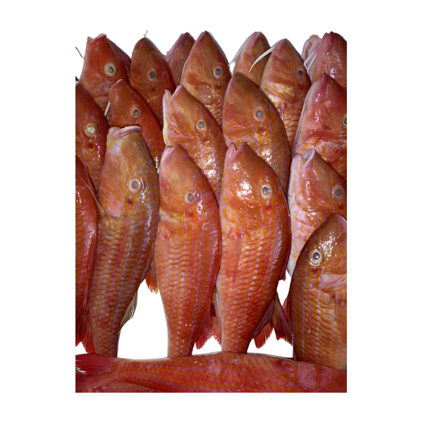 Mulet Rouge  Glacé, Vente En Gros De Fruits De Mer  A Bas  Prix