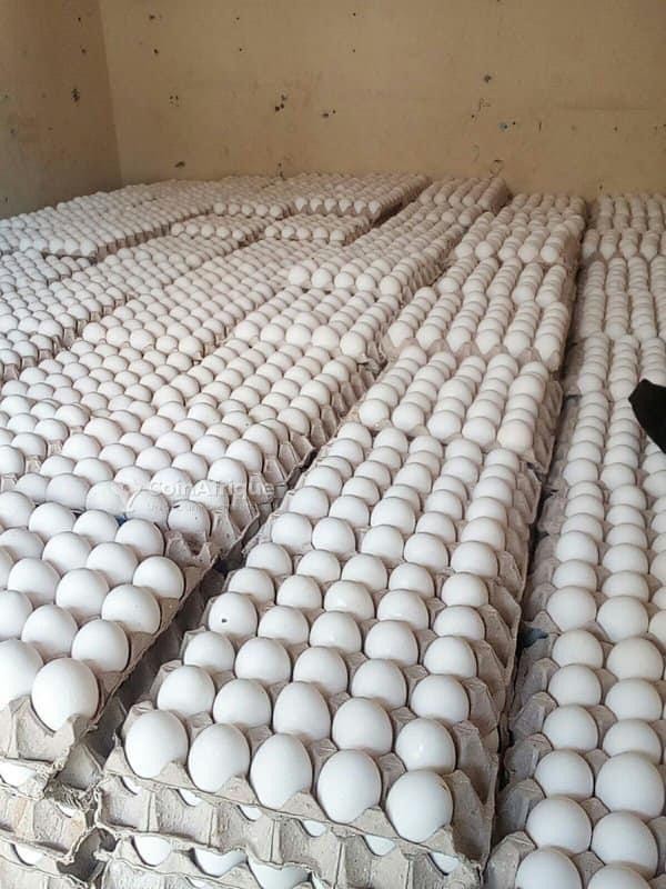 Palette D'œufs Frais  Blanc