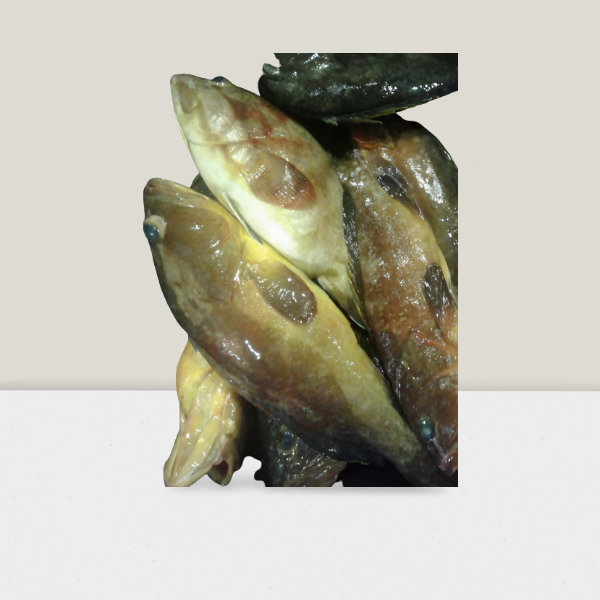 Badéche  (Poisson )