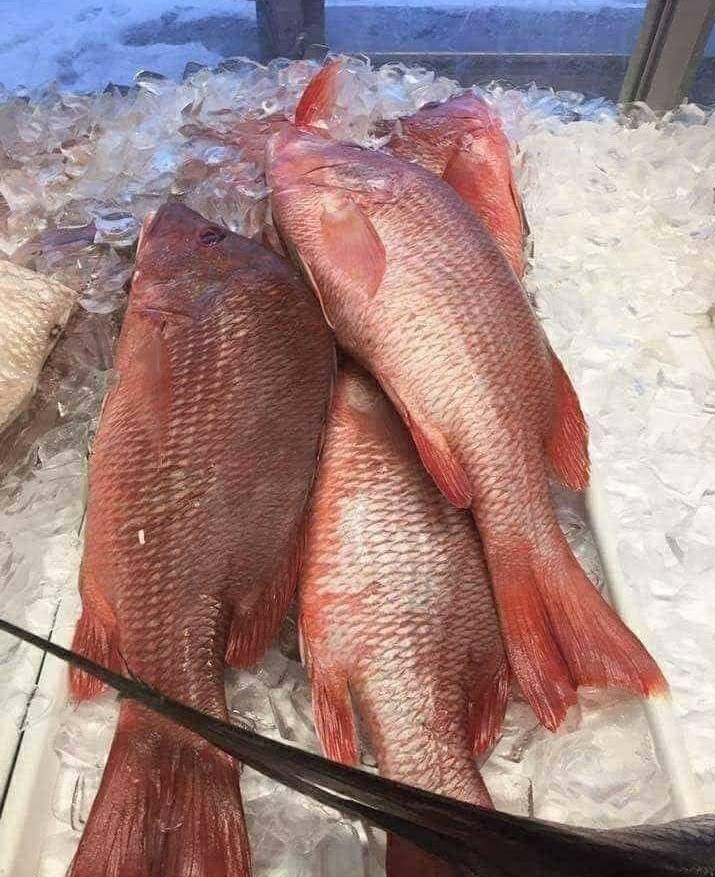 Carpe  Rouge  (Yakh)